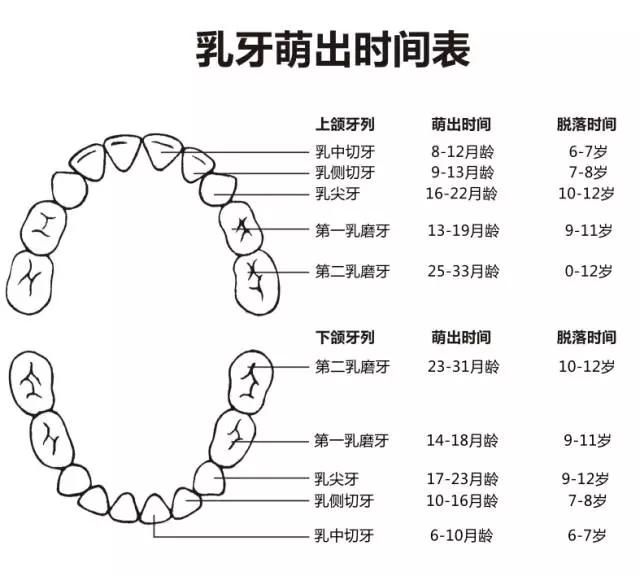 尚佳專(zhuān)業(yè)月嫂丨何時(shí)長(cháng)牙才算正常？